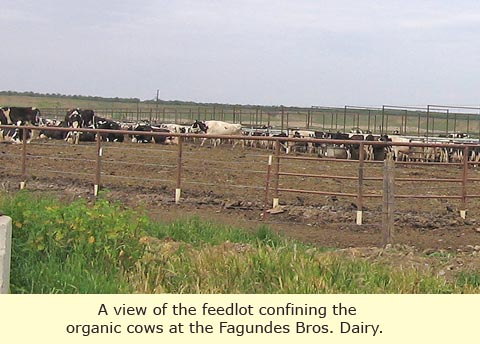 A view of the Fagundes Bros. Dairy feedlot