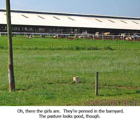 Oh, here the girls are in their pen.