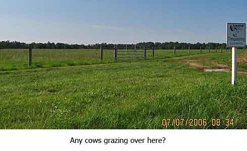 any cows over here?
