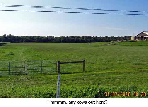 hmmm, no cows here