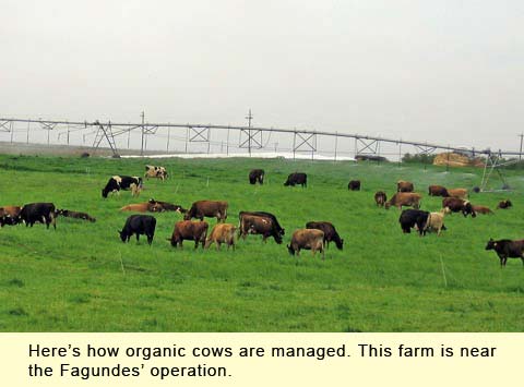 nearby organic dairy livestock on pasture