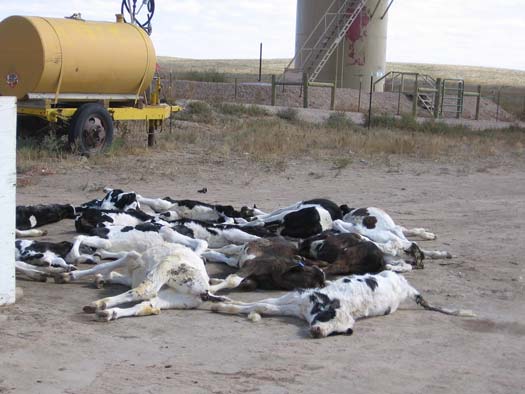 dead calves