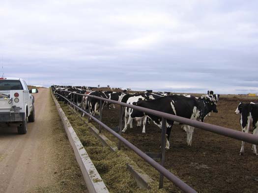 cattle at trough