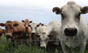 - cows.pasture