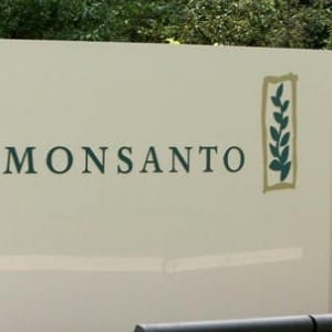 GMO Corn Failing to Protect Fields From Pest Damage: Report ...