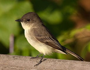 The Best Birds for Your Garden - Cornucopia Institute