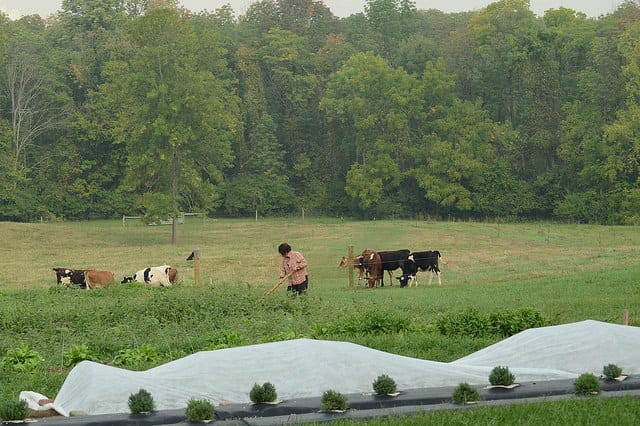 Learn more about biodynamic agriculture and food forest in