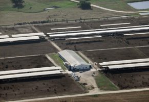 Aurora Dairy Plans to Open Factory Housing 7,000 “Organic” Heifers ...