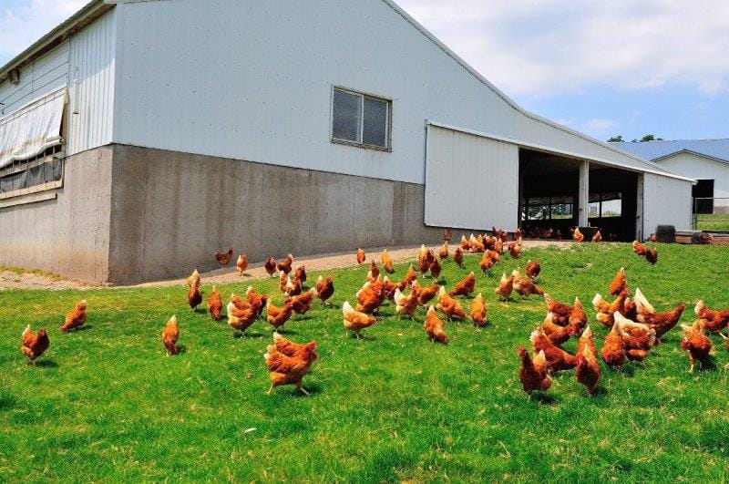 farm hen